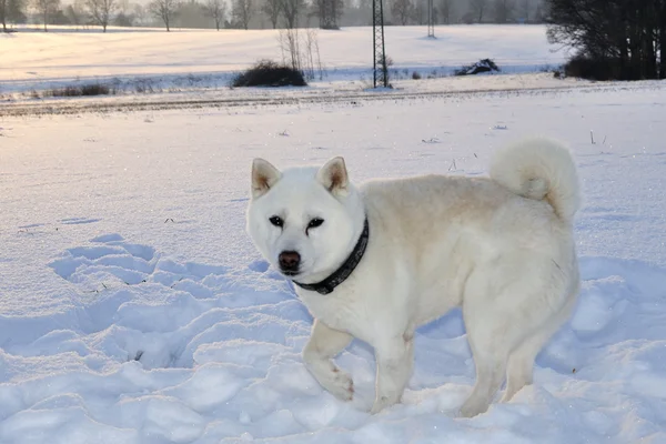 Pies shiba inu — Zdjęcie stockowe