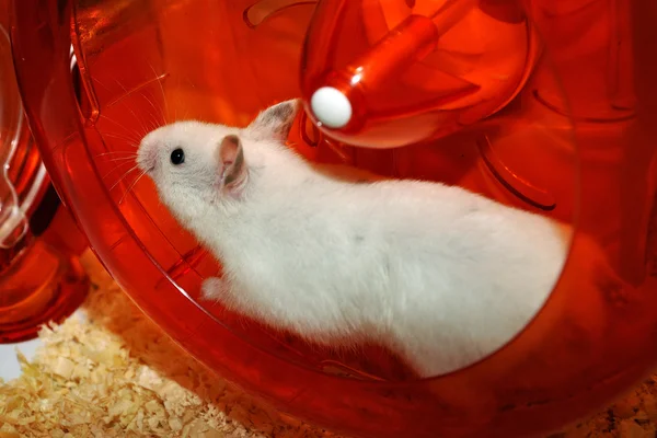 White hamster — Stock Photo, Image