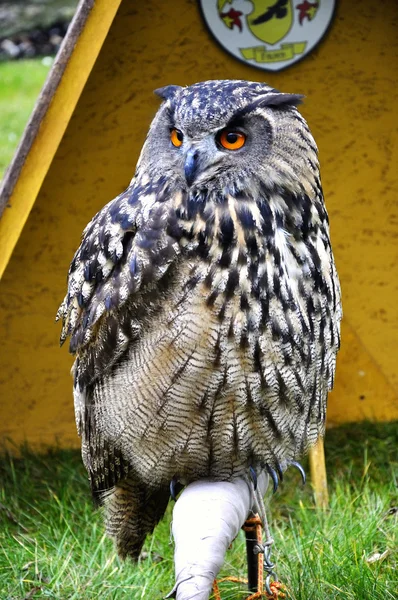 Eagle owl — Stock fotografie