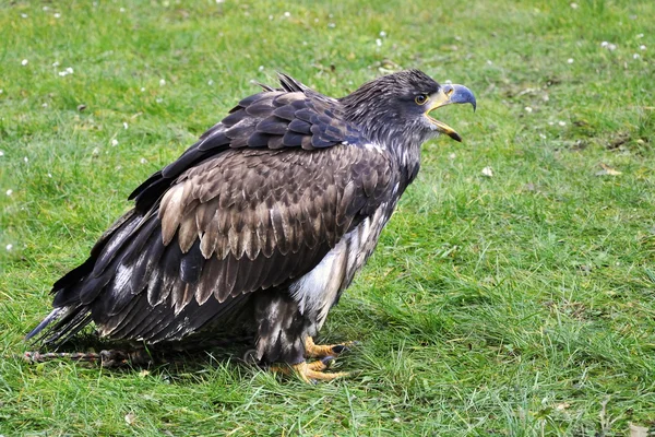 Kel Kartal — Stok fotoğraf