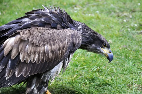 Aquila calva — Foto Stock