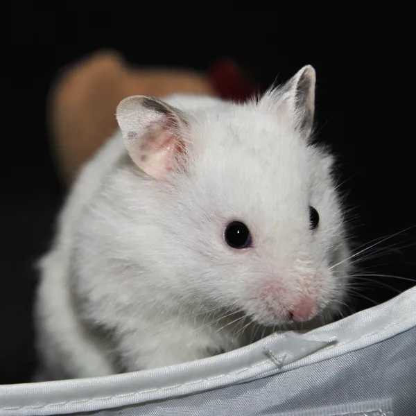 Vit hamster — Stockfoto