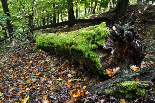 Old tree trunk — Stock Photo, Image