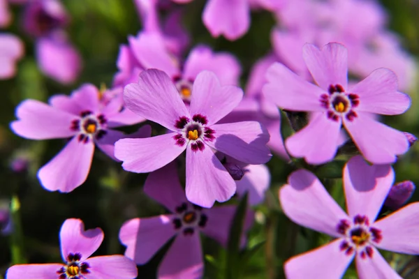 Phlox Royalty Free Stock Obrázky