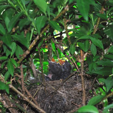 bir ağaç yuvada yavrular.