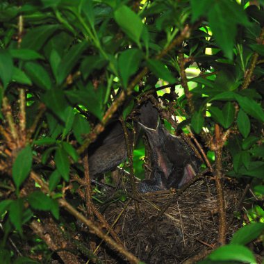 bir ağaç yuvada yavrular.