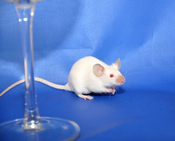 White mouse — Stock Photo, Image