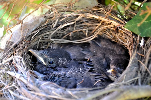 Die Nestlinge in einem Baumnest. — Stockfoto