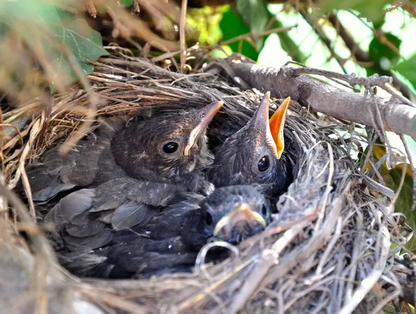 Die Nestlinge in einem Baumnest. — Stockfoto