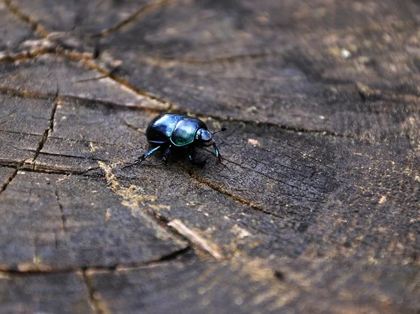 Beetle — Stock Photo, Image