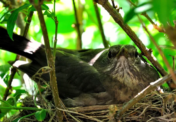Die Nestlinge in einem Baumnest. — Stockfoto