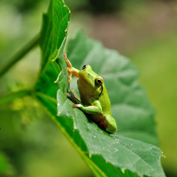 Pretty Green Frog — Stock Photo, Image