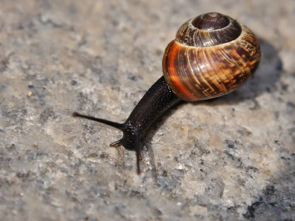 Caracol no concreto — Fotografia de Stock