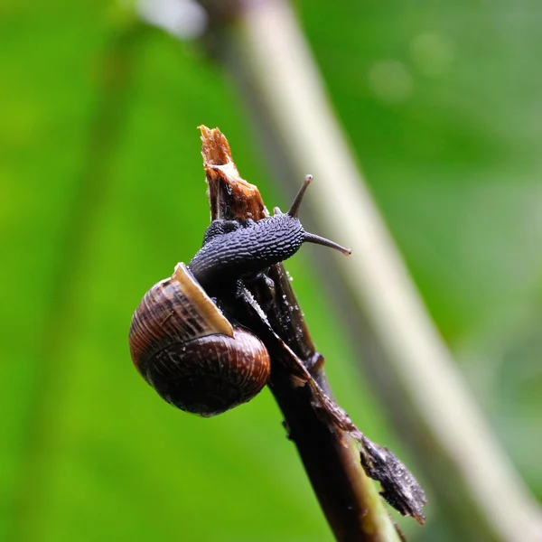 Snigel — Stockfoto