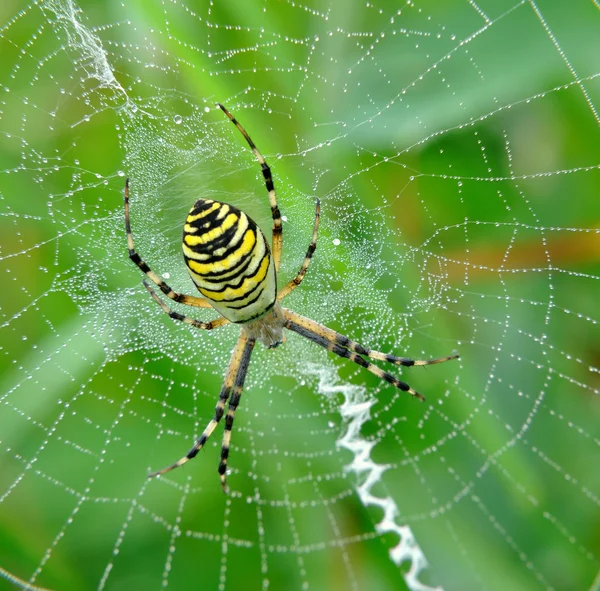 Spinne in ihrem Spinnennetz — Stockfoto