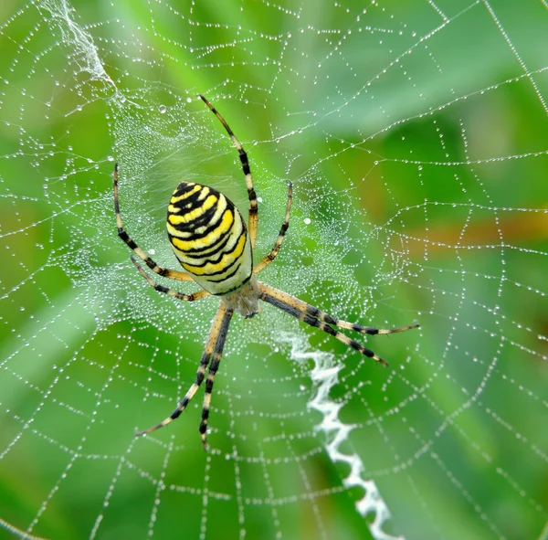 Spider in her spiderweb — Stock Photo, Image