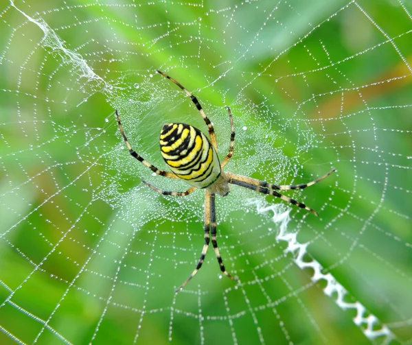 Spider in her spiderweb — Stock Photo, Image