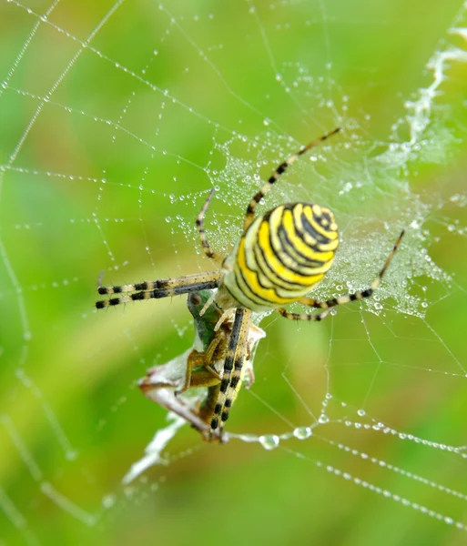 Spider in her spiderweb — Stock Photo, Image
