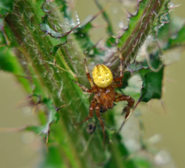 Aranha pequena — Fotografia de Stock