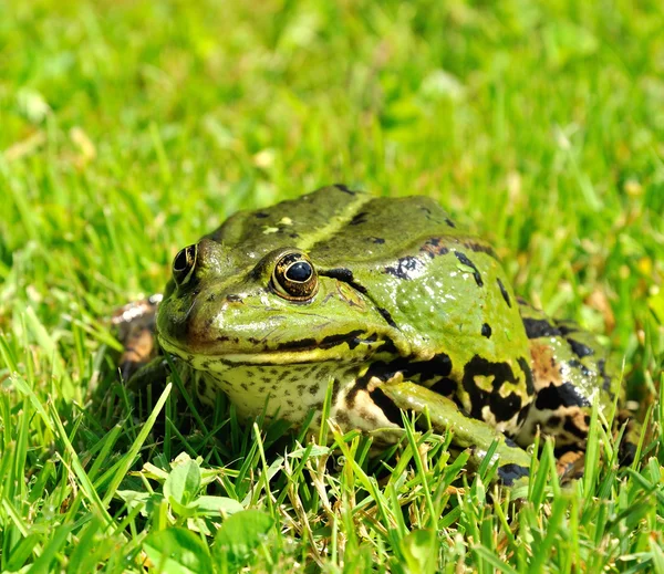 Groene kikker — Stockfoto