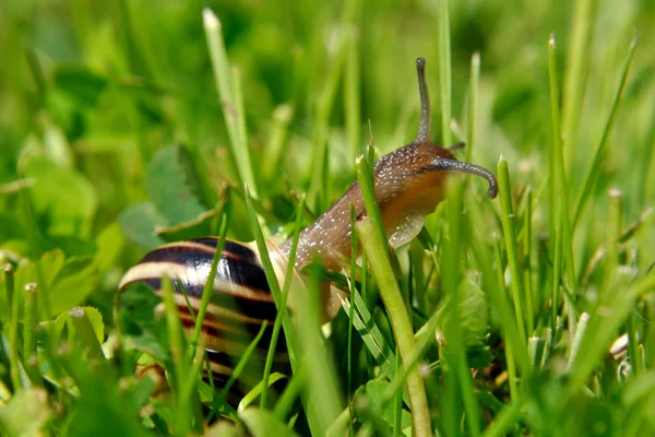 Snigel — Stockfoto