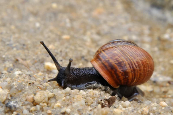 蜗牛在沙滩上爬行 — 图库照片