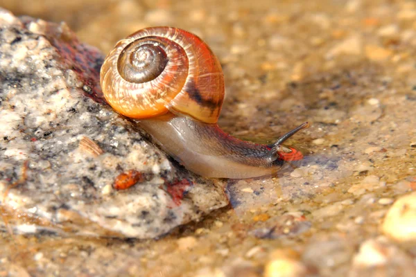 Snigel på stenen — Stockfoto