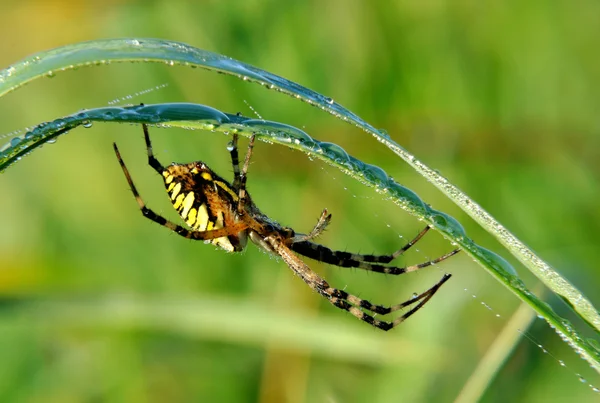 Spider in her spiderweb — Stock Photo, Image