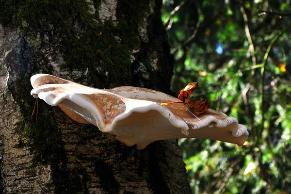 Ağaçtaki mantarlar