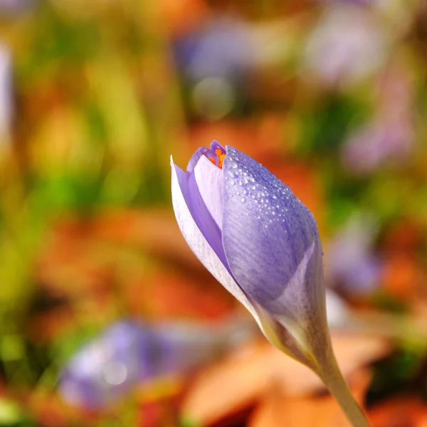 Colchicum autumnale — Fotografia de Stock