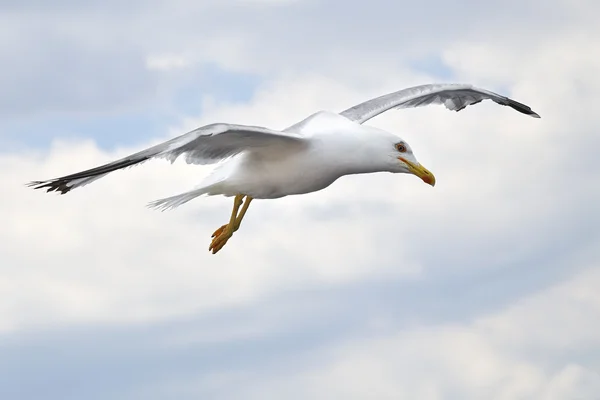 Meeuw — Stockfoto