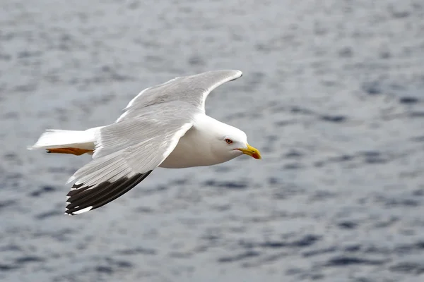 Seagull — Stock Photo, Image