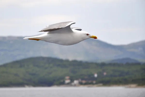 Martı — Stok fotoğraf