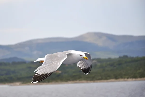 Seagull — Stock Photo, Image