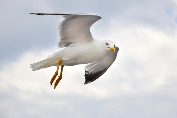 Seagull — Stock Photo, Image