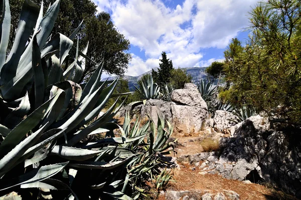 Agave — Stock fotografie