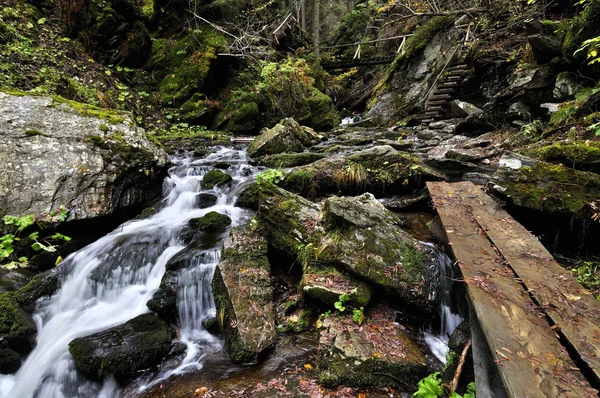 Beyaz opava — Stok fotoğraf