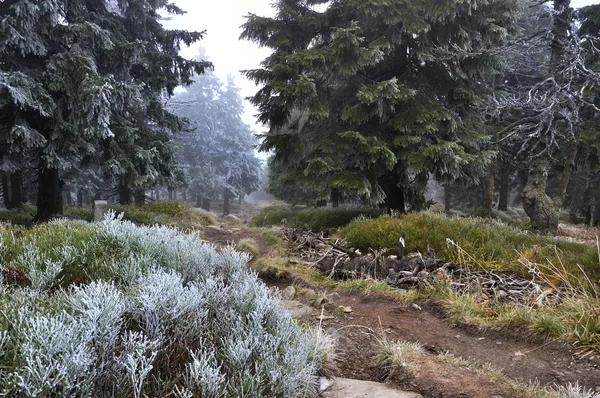 Chemin de randonnée en bois — Photo