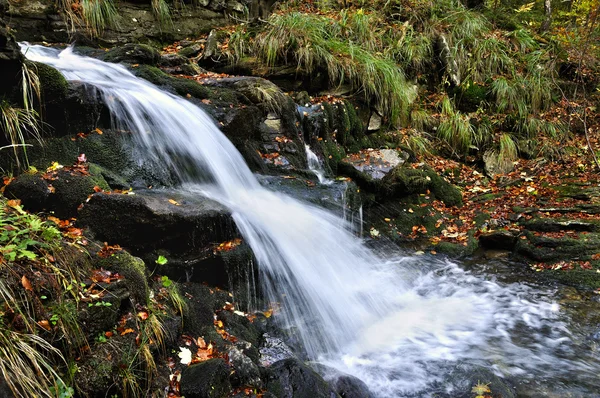 Beyaz opava — Stok fotoğraf