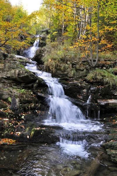 Beyaz opava — Stok fotoğraf