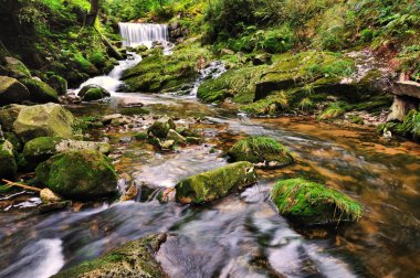 nehir bear creek