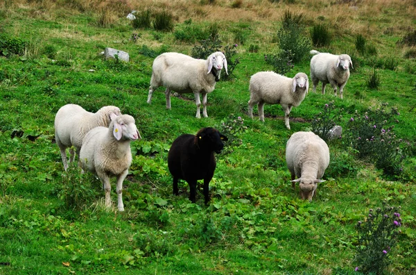 Schwarze und weiße Schafe — Stockfoto