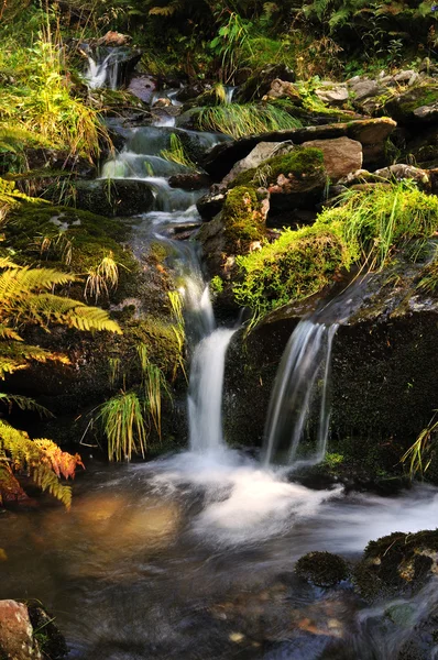 河熊溪floden bear creek — Stockfoto