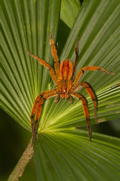 Гигантский паук-тарантул — стоковое фото