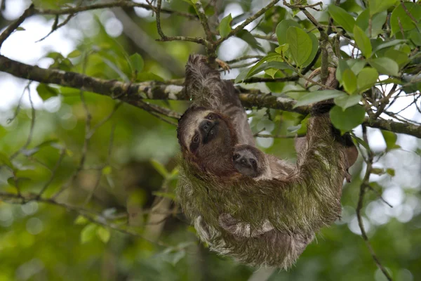 Sloth and baby sloth — Stock Photo, Image