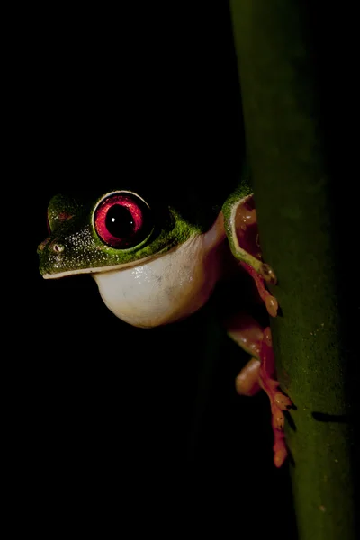 Красноглазые древесные лягушки (Agalychnis callidryas ) — стоковое фото