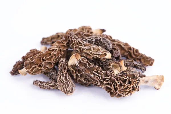 Verse wild morel paddestoelen — Stockfoto