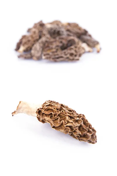 Cogumelos Morel — Fotografia de Stock