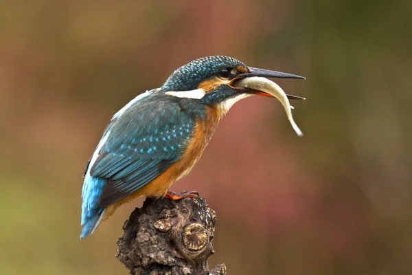 Kingfisher τρώει ένα ψάρι — Φωτογραφία Αρχείου