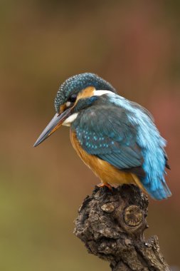 Kingfisher